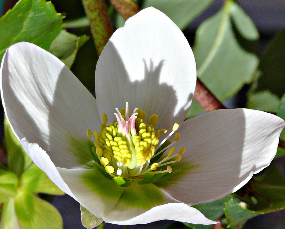 Christrose auf meinem Balkon