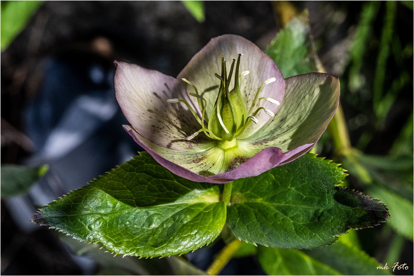 Christrose aus unserem Vorgarten