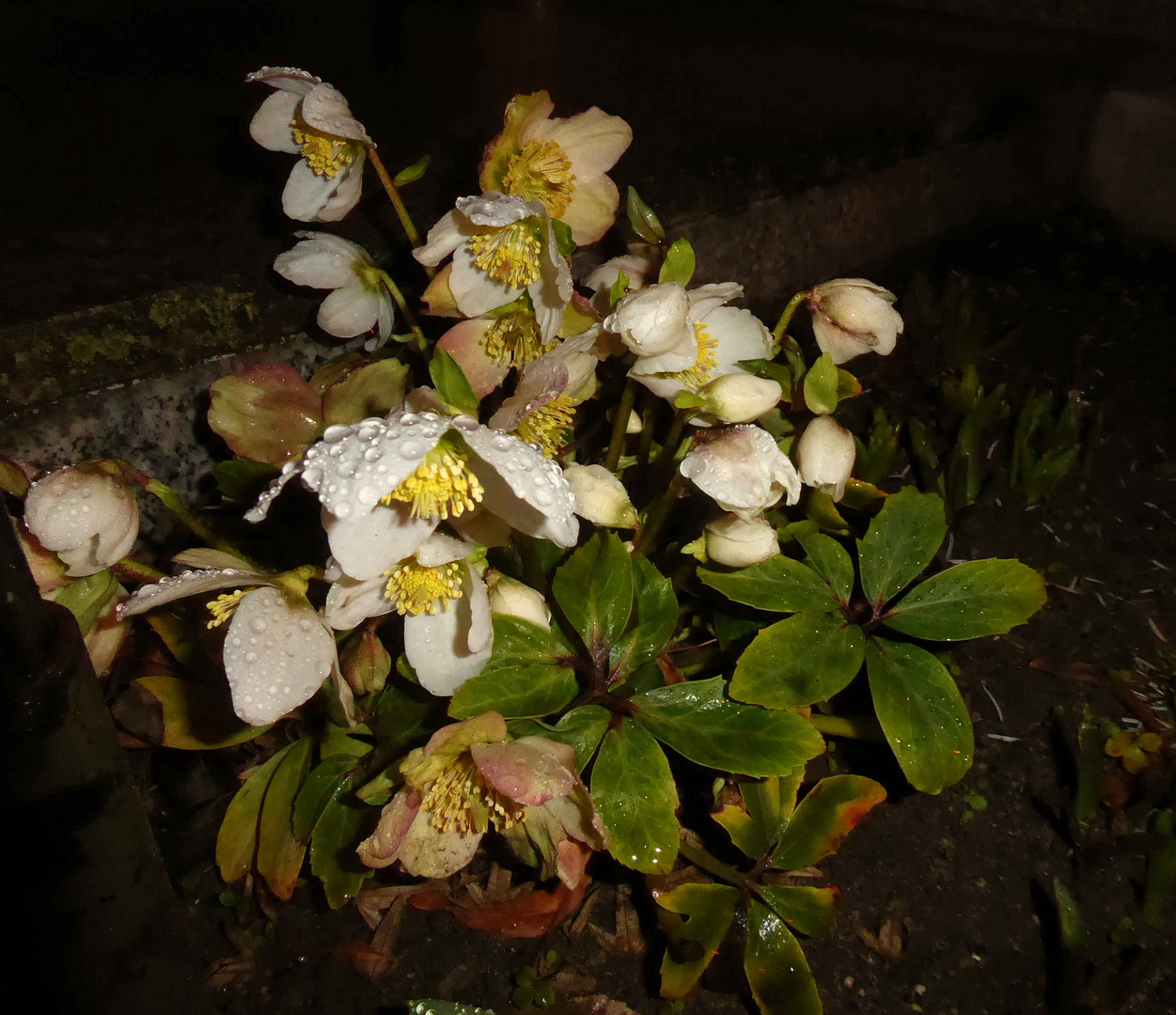 Christrose bei Nacht