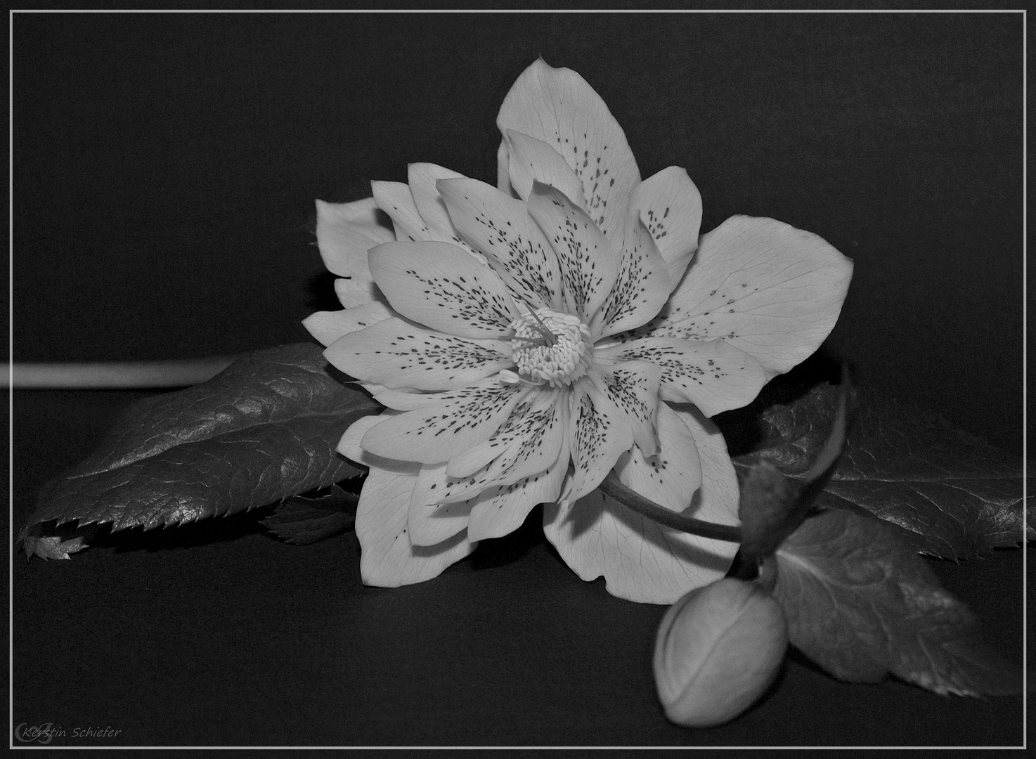 Christrose *black & white*