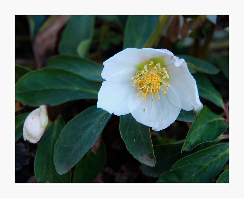 Christrose blüht im Winter.......