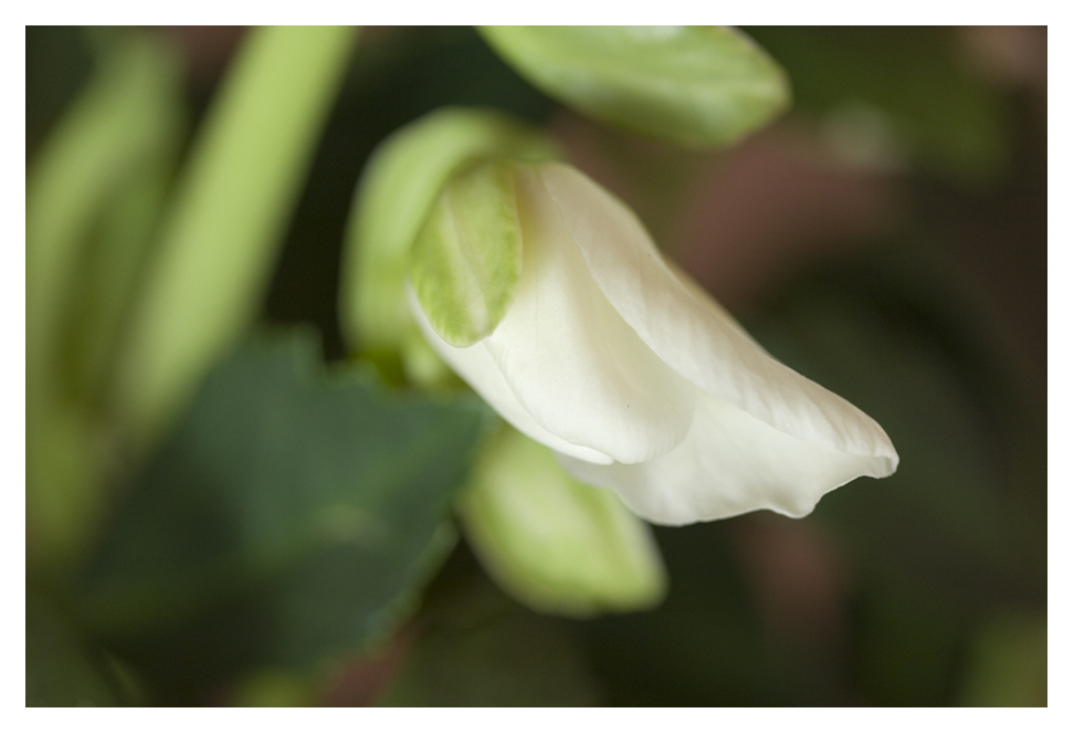 Christrose Blüte