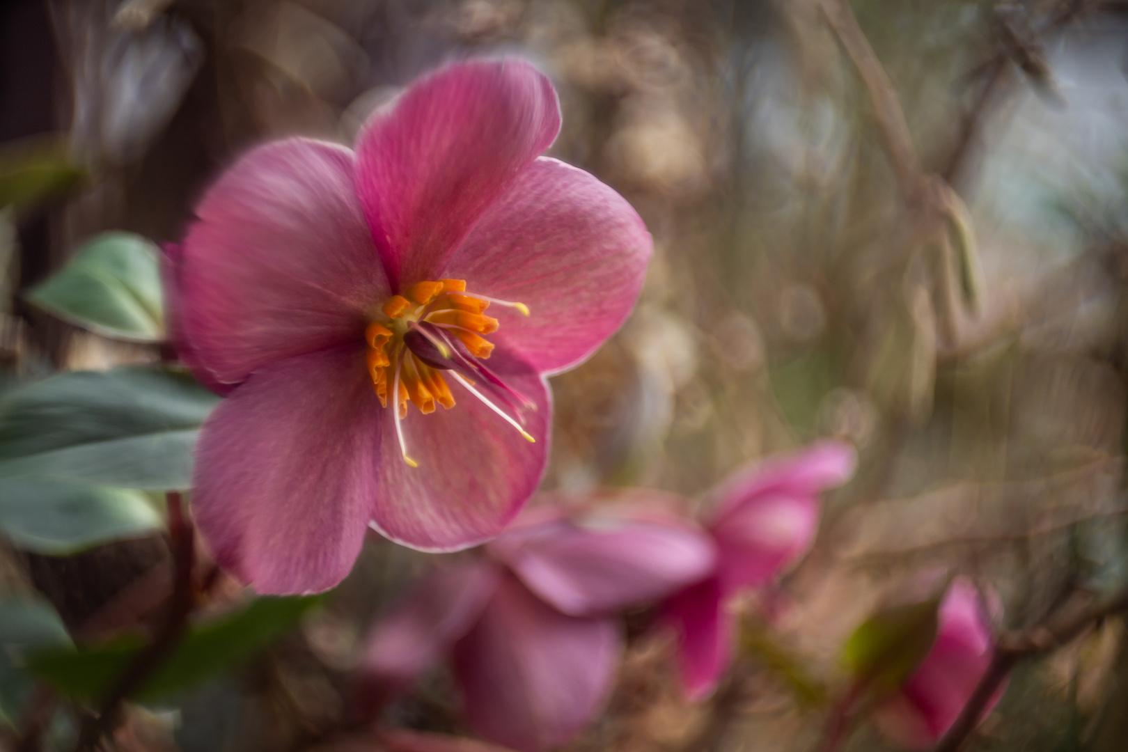 Christrose, die Zweite