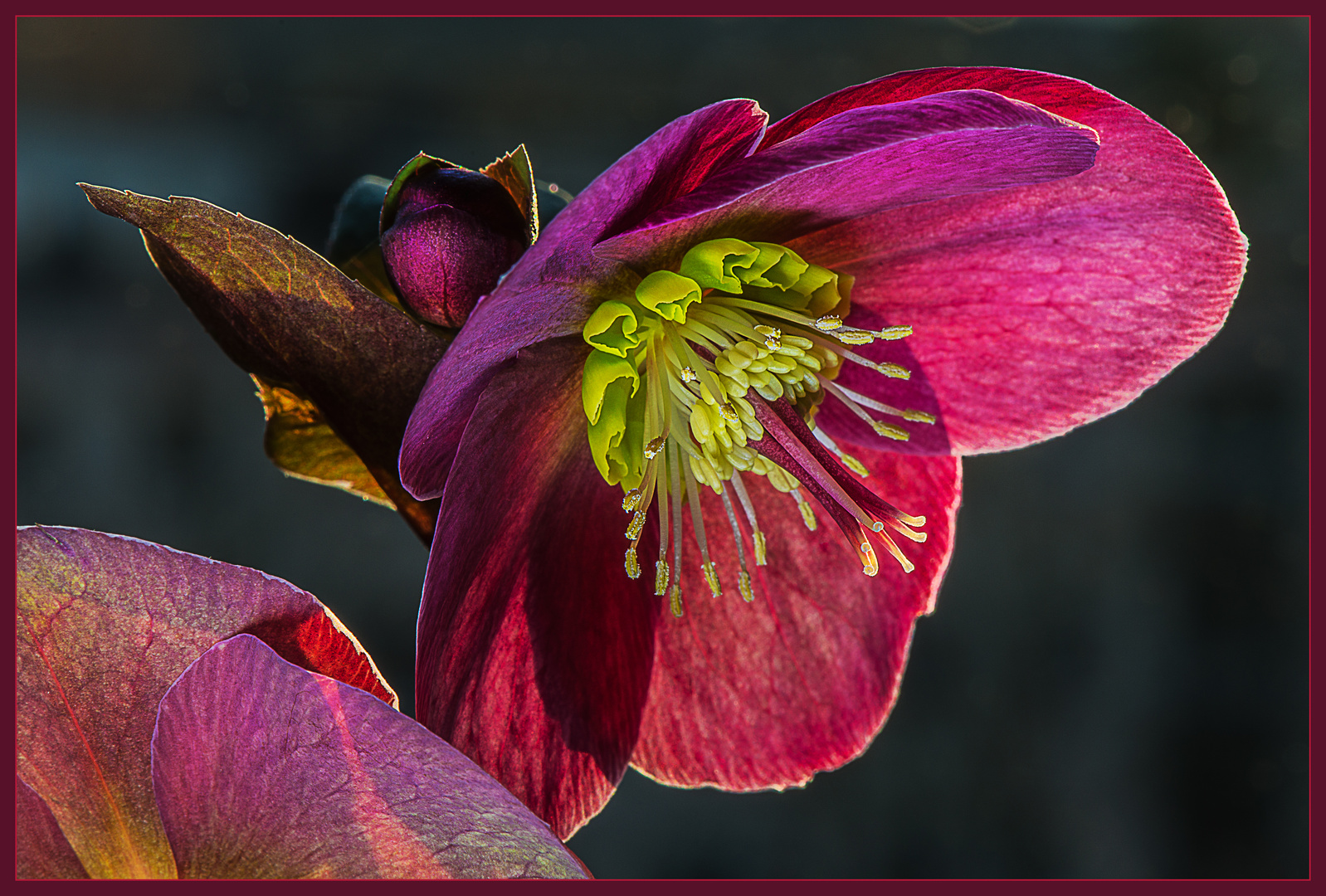 Christrose Foto & Bild spezial, natur, nahaufnahme Bilder auf