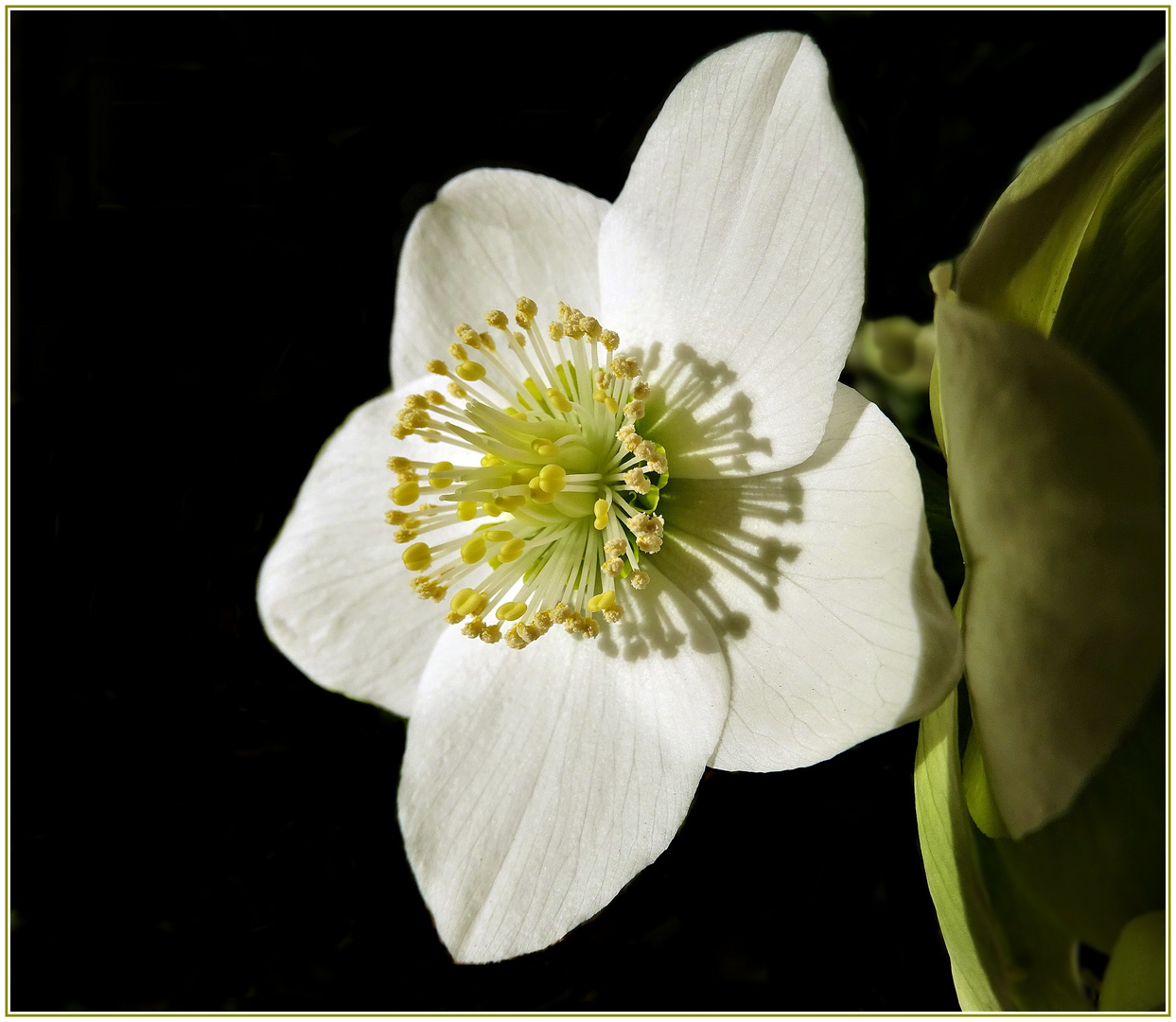 christrose bild kostenlos