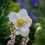 Christrose
