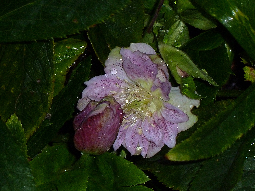 Christrose - eine Schönheit, die....