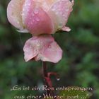 Christrose einmal anders