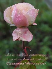 Christrose einmal anders