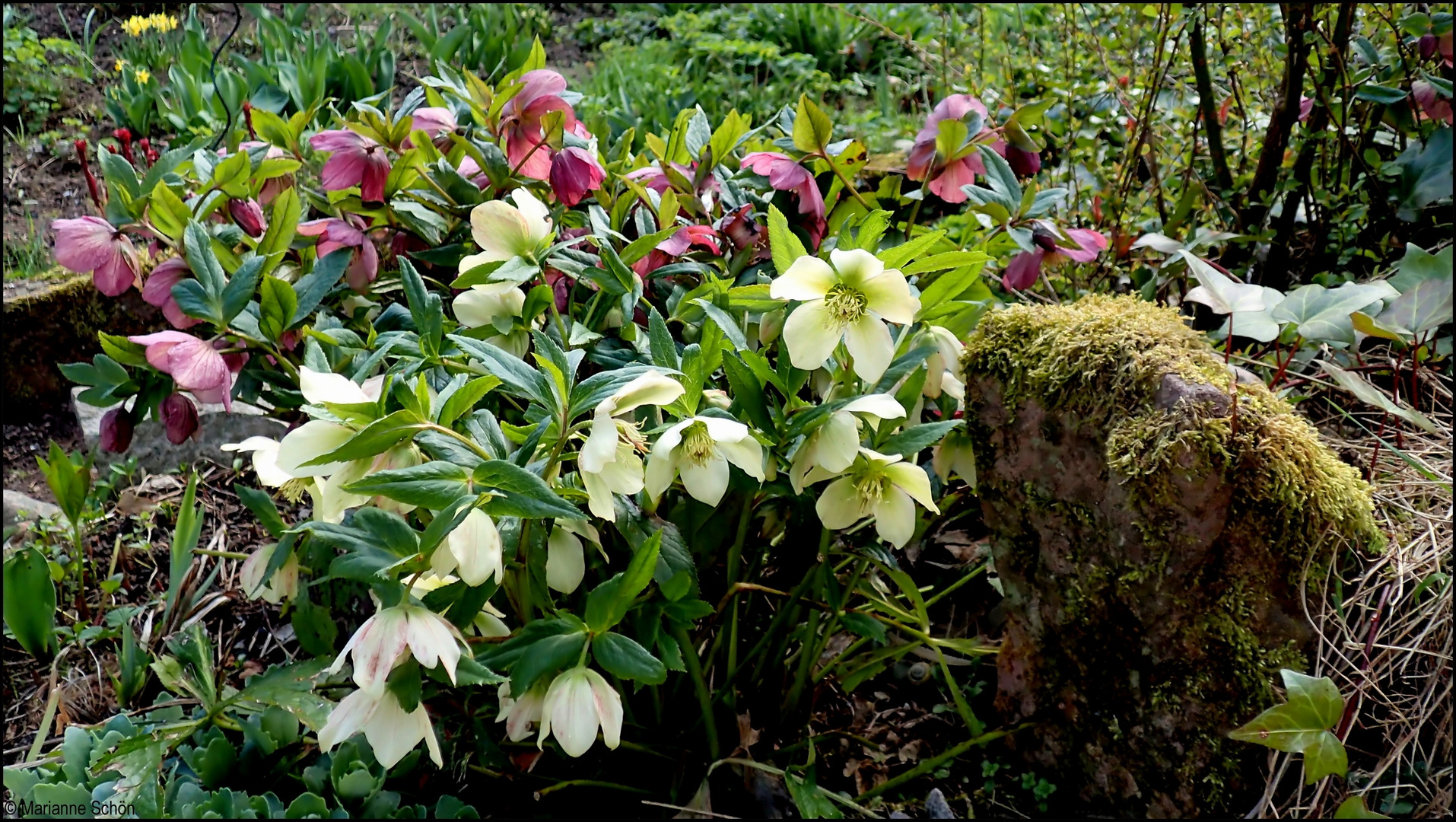Christrose... Foto & Bild natur, nahaufnahme, blumen Bilder auf
