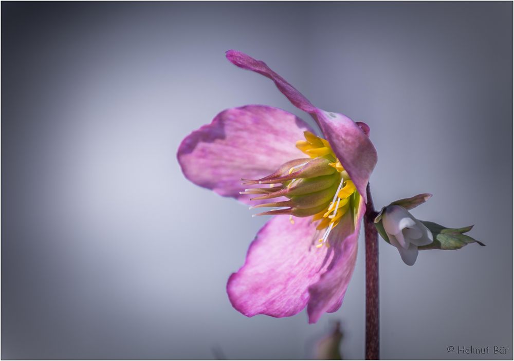 Christrose, fast verblüht