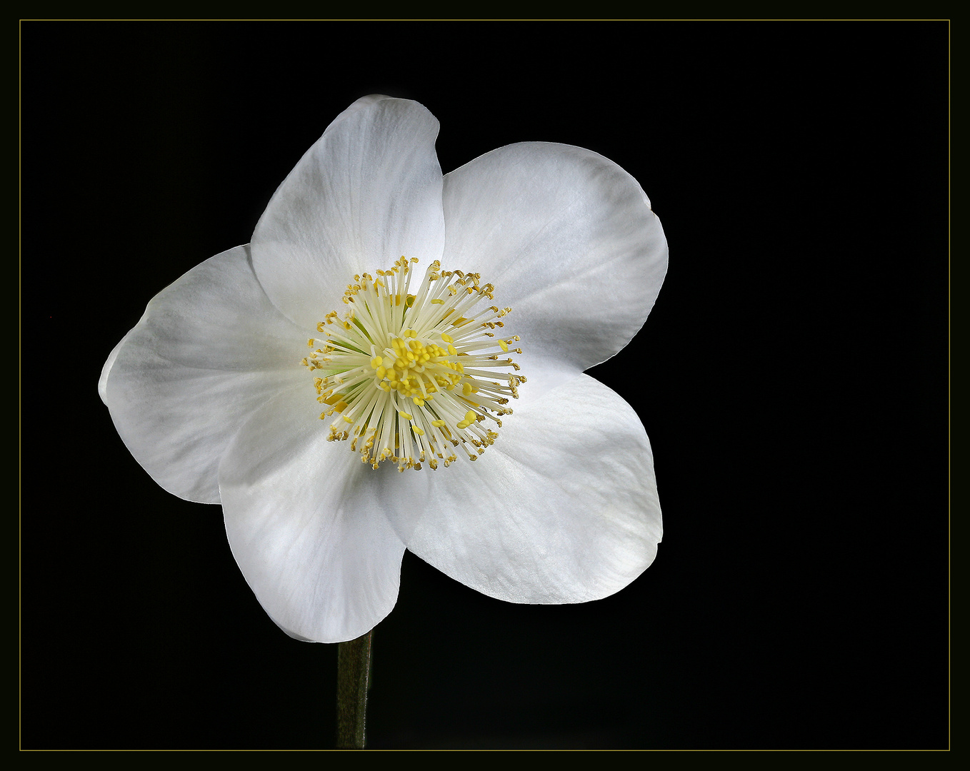 Christrose ( Helleborus )