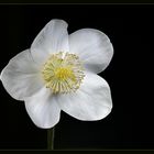 Christrose ( Helleborus )