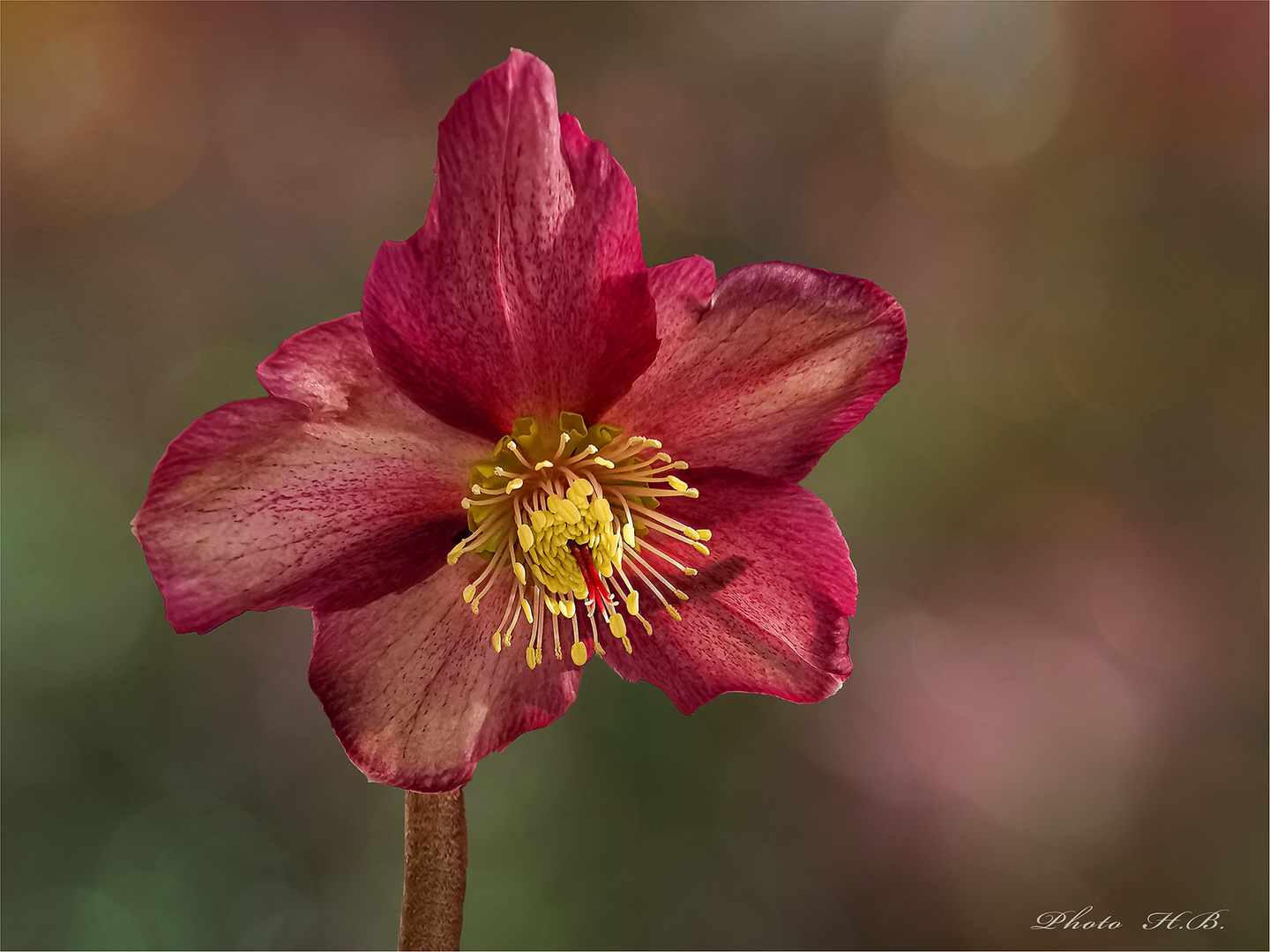 Christrose - Helleborus