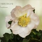 Christrose - Helleborus...