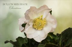 Christrose - Helleborus...