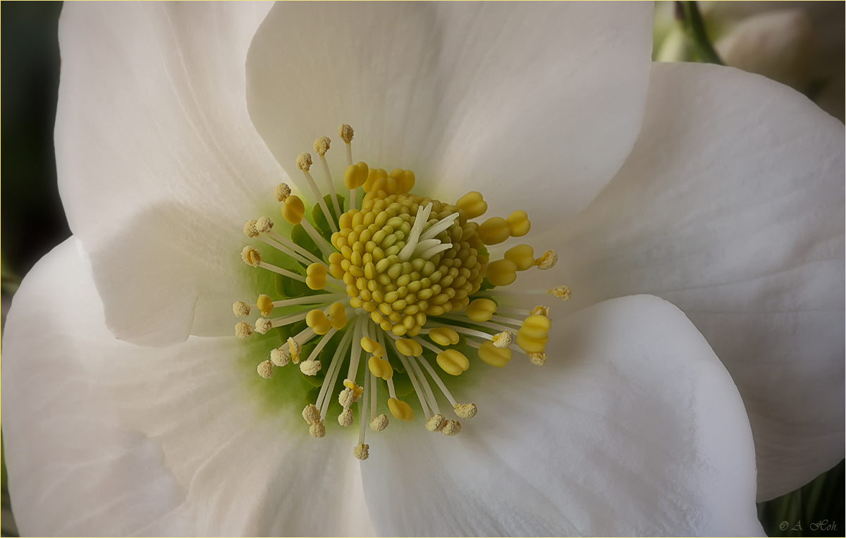 Christrose - Helleborus