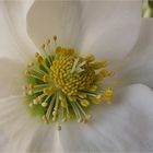 Christrose - Helleborus