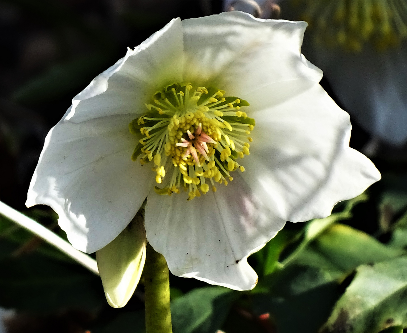 Christrose (Helleborus)