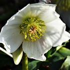 Christrose (Helleborus)