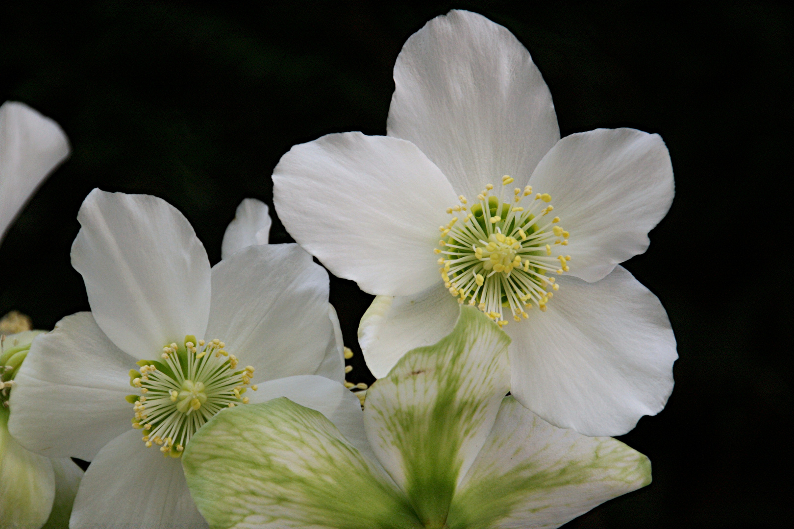 Christrose (Helleborus)