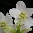 Christrose (Helleborus)