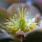 Christrose (Helleborus)