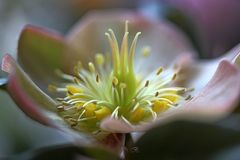 Christrose (Helleborus)