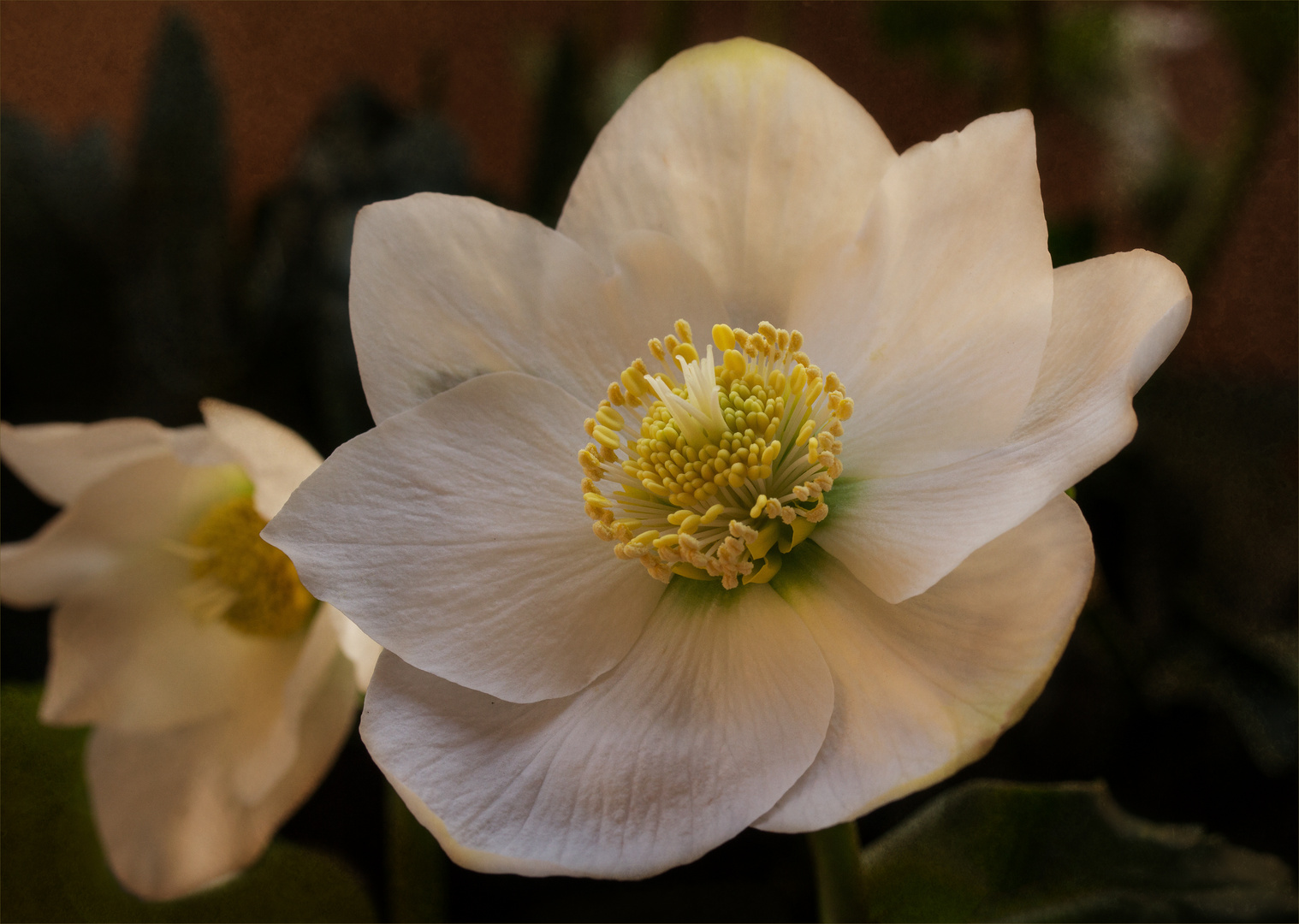 Christrose - Helleborus...