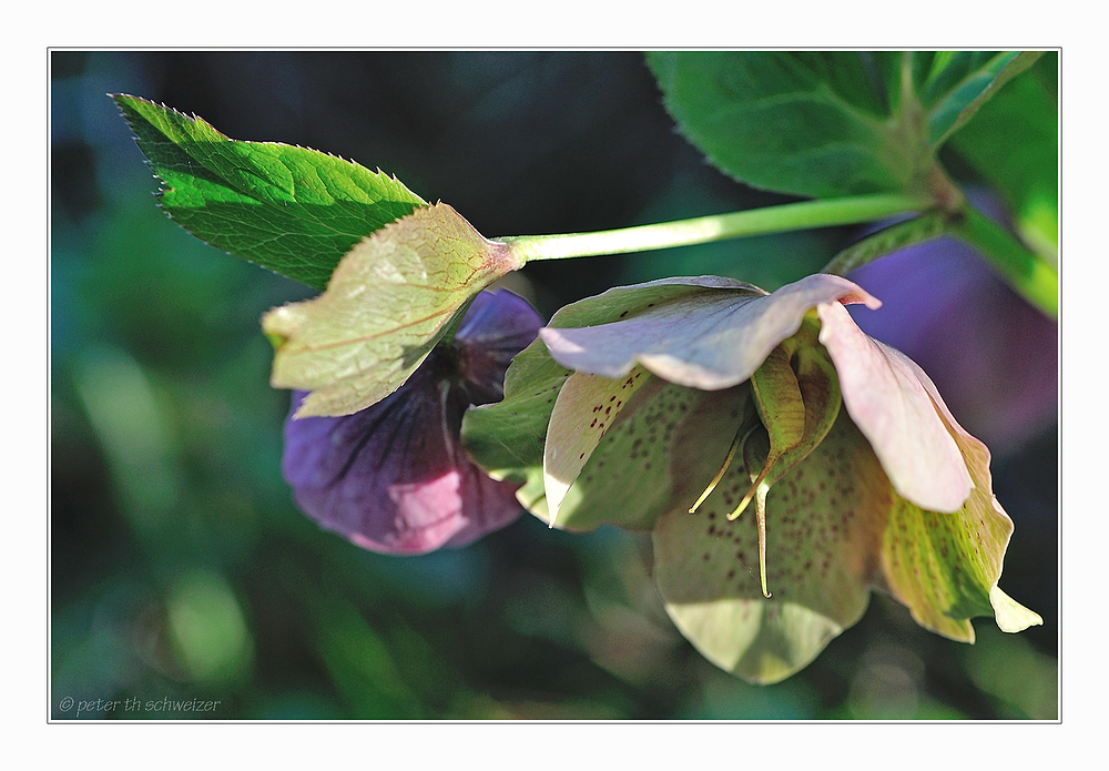 Christrose "Helleborus"