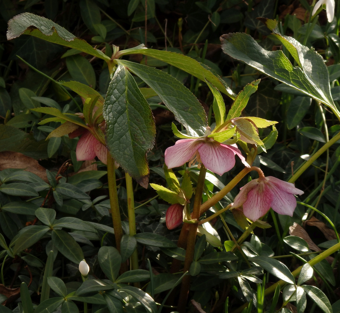 Christrose (Helleborus) im Garten - Anfang Februar 2020