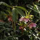 Christrose (Helleborus) im Garten - Anfang Februar 2020