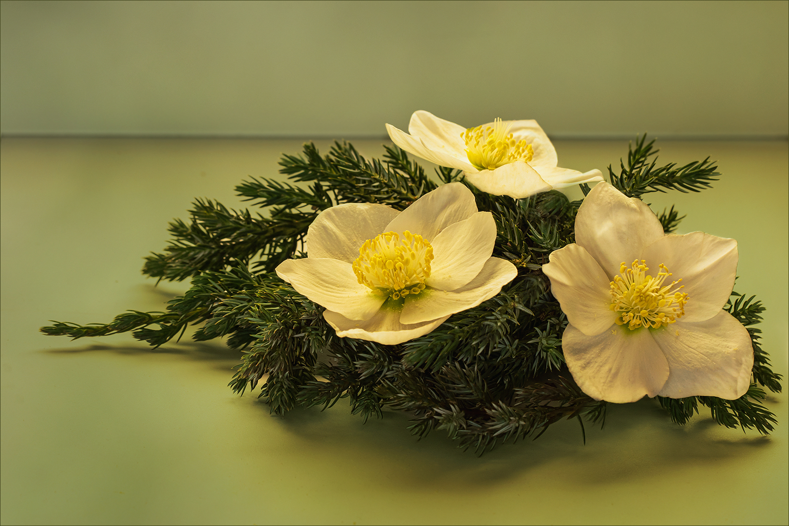 Christrose - Helleborus - Nieswurz...