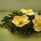 Christrose - Helleborus - Nieswurz...