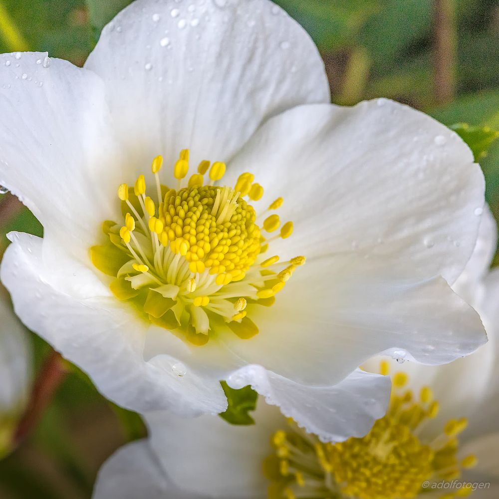 Christrose (helleborus niger)