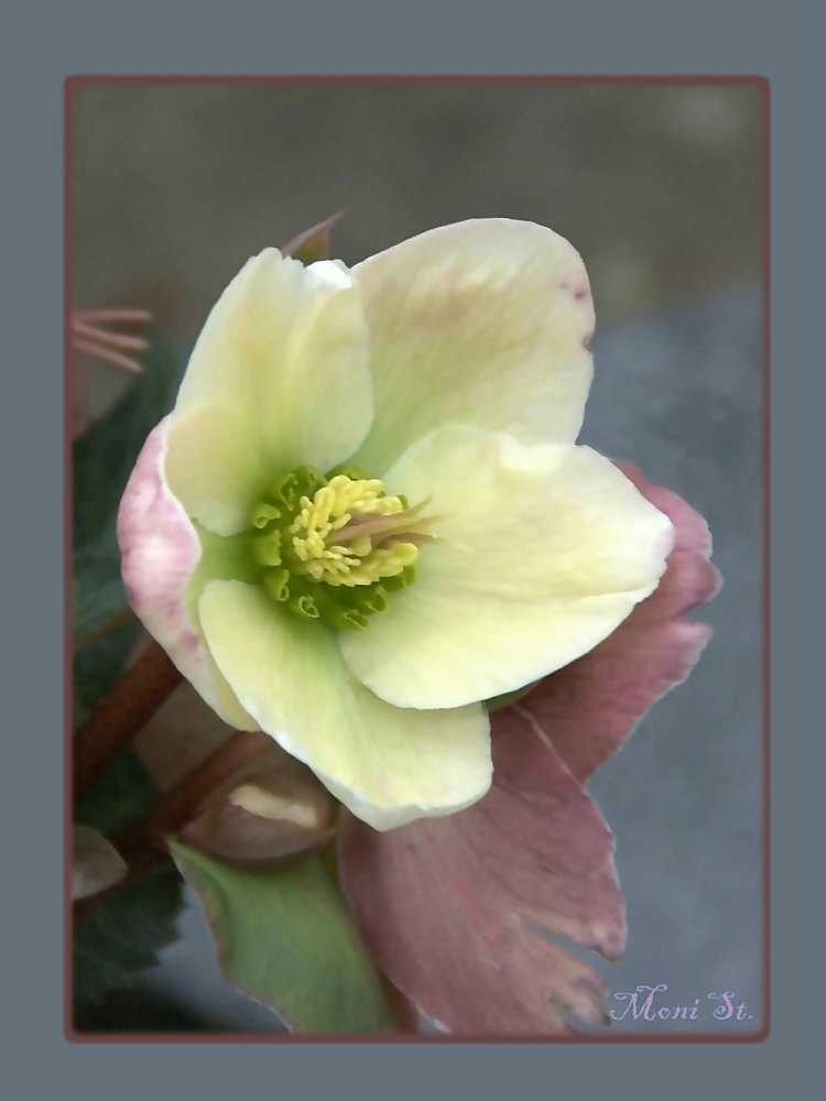 Christrose (Helleborus niger)