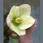 Christrose (Helleborus niger)