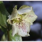 Christrose (Helleborus niger)