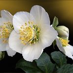 Christrose (Helleborus niger)