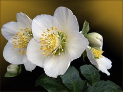 Christrose (Helleborus niger)