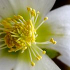 Christrose (Helleborus niger)