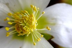 Christrose (Helleborus niger)