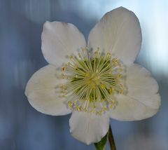 Christrose (Helleborus niger)