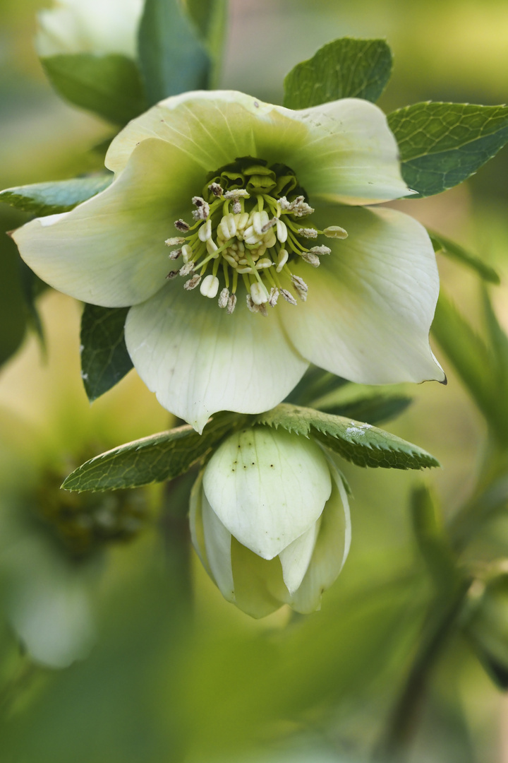 Christrose - Helleborus niger