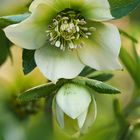 Christrose - Helleborus niger