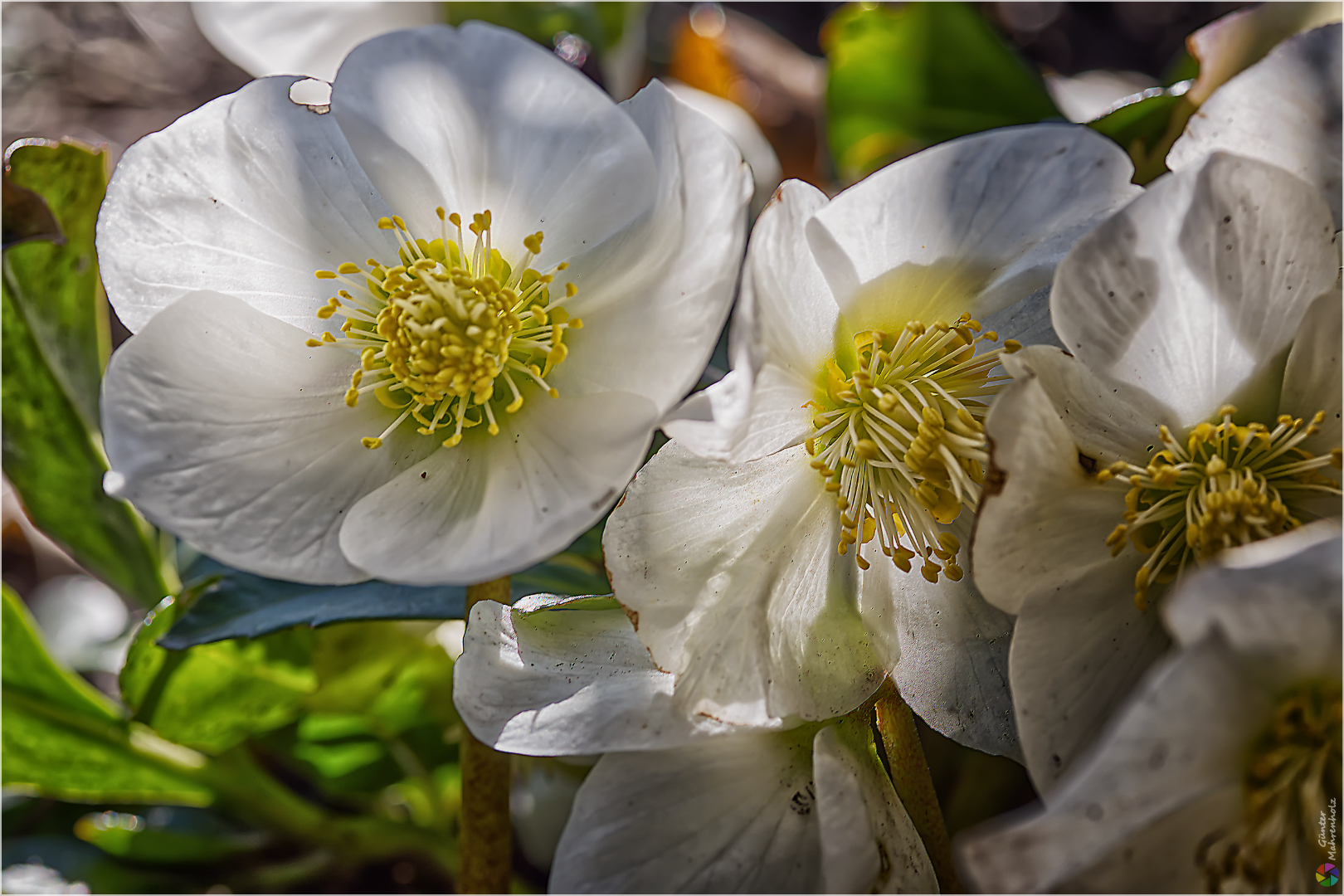 Christrose (Helleborus niger)