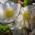 Christrose (Helleborus niger)