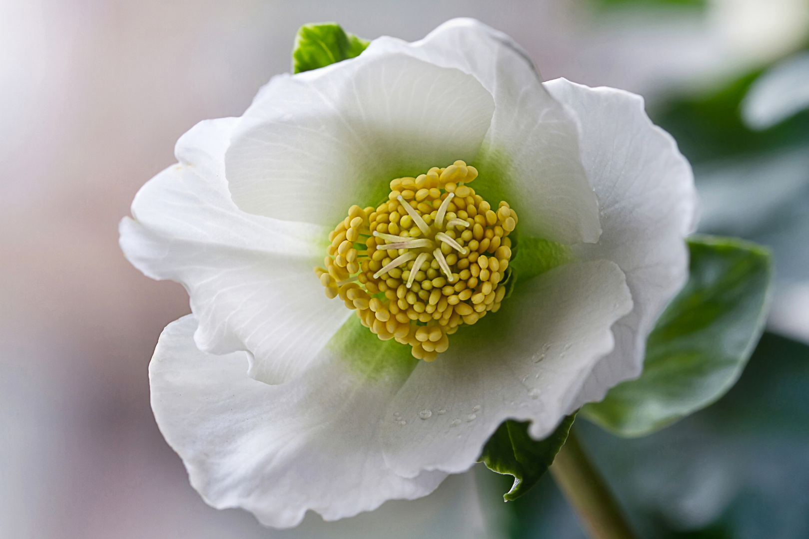 Christrose - Helleborus niger