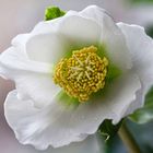 Christrose - Helleborus niger