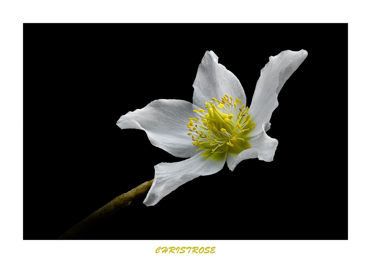 Christrose (Helleborus niger)